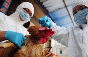 Kina raporton rastin e parë njerëzor me grip shpendësh. Ekziston kërcënimi për pandemi tjetër?