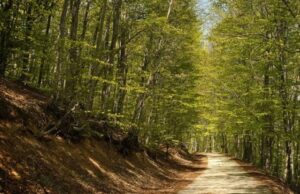 Me kalë dhe sëpatë në krahë, 54-vjeçari shqiptar arrestohet sapo kalon kufirin për në Greqi