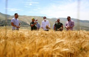 Sasi të pamjaftueshme gruri përballë tokave të mbetura djerrë