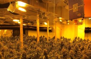 Sarandë/ Zbulohet një ‘shtëpi bari’, arrestohen punonjësit e OSHEE-së