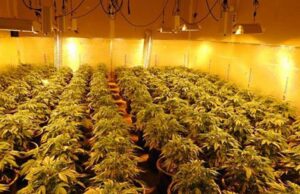 Shqiptari kapet me “shtëpi bari” në Angli, u përpoq t’i ikte policisë përmes papafingos