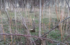 Tragjike/ Prerje masive pyjesh në kodrat e Korçës