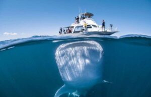Mijëra balena vriten nga goditjet e anijeve çdo vit