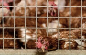 Konfirmohet gripi i shpendëve në Durrës, masat e higjienës që duhet të merrni