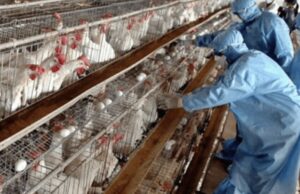 Alarmante/ Ngordhje masive pulash në një tjetër pulari në Durrës, kërkohet ndërhyrja e shtetit