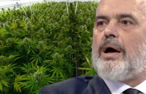 Qeveria Rama gati të legalizojë hashashin!