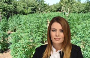 Deputetja e Ramës: Klima e Shqipërisë favorizon prodhimin e kanabisit