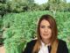 Deputetja e Ramës: Klima e Shqipërisë favorizon prodhimin e kanabisit