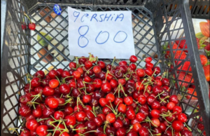 Çmimet e frutave në stratosferë: Qershitë 8 mijë lekë kg