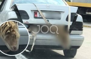 Shoferi i pashpirt fut delen në bagazh, kafsha e gjorë gati duke qarë me kokë të varur