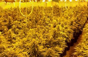 Dy shqiptarëve iu premtohet punë në ndërtim, përfundojnë roje kanabisi!