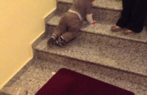 Tragjike! Fëmija 3-vjeç rrëzohet nga shkallët dhe vdes në vend