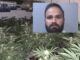 Shqiptarit i premtojnë punë në Angli: Paguan 22.000 £ për të ikur por kapet duke ruajtur kanabis