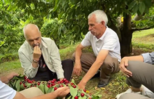 Rama ulet këmbëkryq e ha qershi me fermerët në Dibër: Kjo e paska kokrrën si mollë