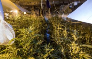 Kushërinjtë shqiptarë mbushin Anglinë me shtëpi bari, zbulohen papritur nga policia