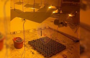 Durrës/ Banesën me qira e kishte kthyer në “shtëpi bari”, kanabis i tharë gati për shitje