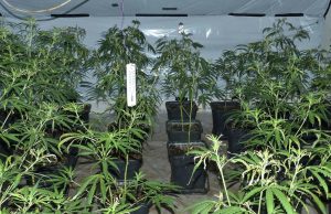 Shqiptarët zhvendosin shtëpitë e barit në Gjermani, 30-vjeçari kapet duke ruajtur 1000 rrënjë kanabisi