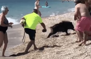 Tmerrohen turistët, derri i egër shkon në bregdet dhe sulmon një grua