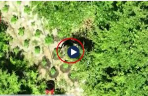 Droni i policisë kap 45-vjeçarin duke ujitur kanabisin