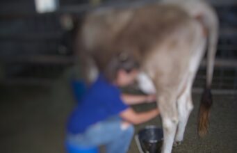 “Më kapi për flokësh se nuk mjelja lopën”, rrëfehet gruaja në Kamëz: Burri më rreh, por mos e arrestoni