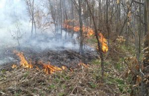 Zjarret “përpijnë” pyjet/ Cilat janë qarqet më të rrezikuara