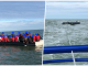 Po ikinin drejt Anglisë/ Shqiptarët përjetojnë tmerr dhe rrezikojnë mbytjen, u dëmtua motori i gomones